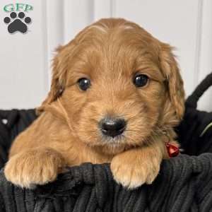 Zeus, Mini Goldendoodle Puppy